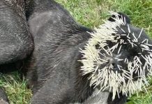 Cão fica sem olho esquerdo após tentar comer porco-espinho
