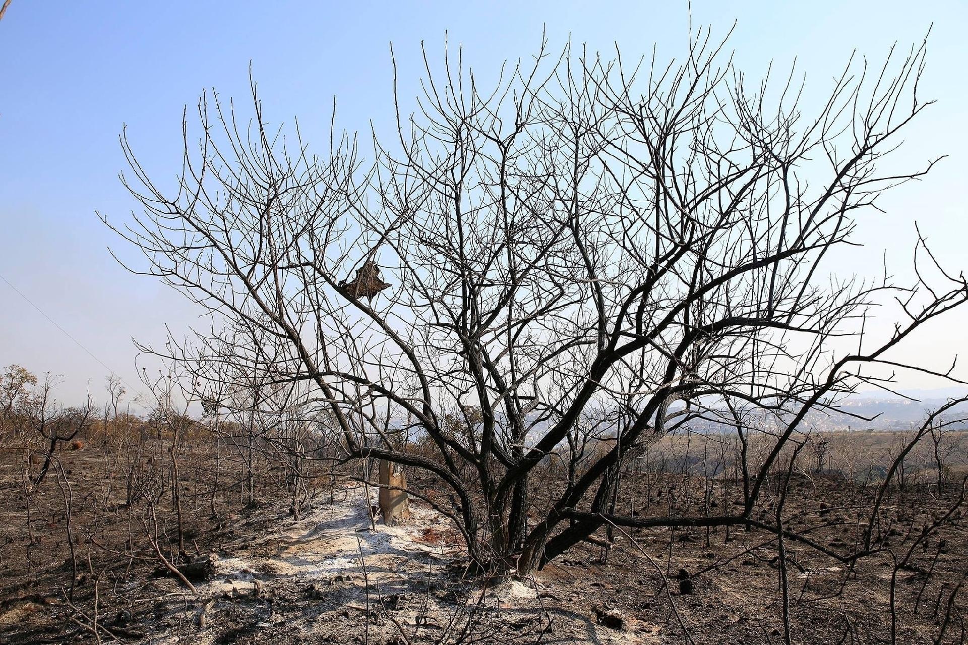 Incêndio conta do Parque Juquery, em Franco da Rocha (SP), no domingo (22) - Divulgação / Prefeitura de Franco da Rocha