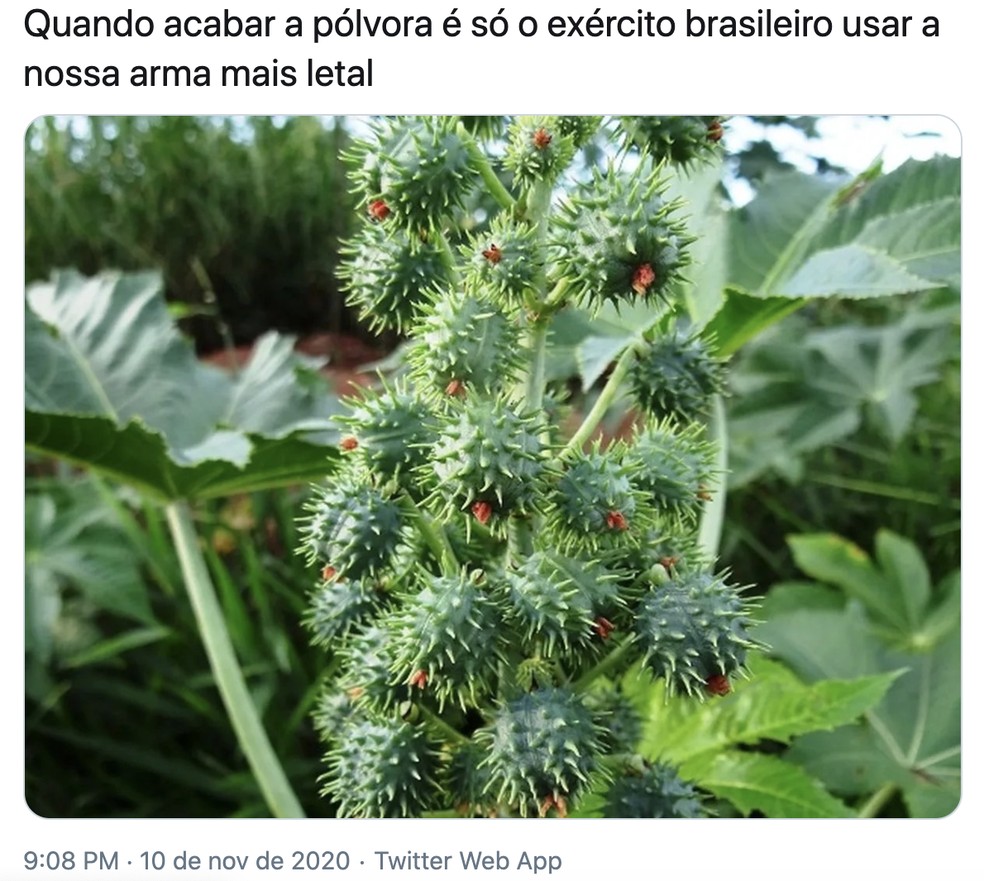 Memes sobre declaração do presidente Jair Bolsonaro sobre pólvora na última terça (10). — Foto: Reprodução/Redes sociais