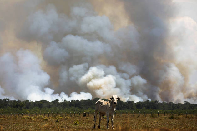 A cow is seen in a deforested pasture in Brazil's Amazon rainforest near the Transamazonica national highway in Humaita, Amazonas state, Brazil, September 8, 2021. Picture taken September 8, 2021. REUTERS/Bruno Kelly