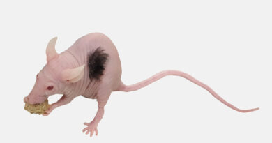 Cientistas cultivaram cabelo humano em camundongos